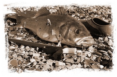 Branzino