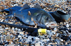Branzino in spaiggia